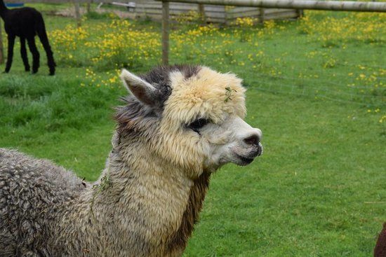 Arkadia Alpacas