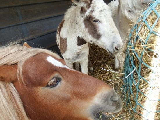 Wigfield Farm