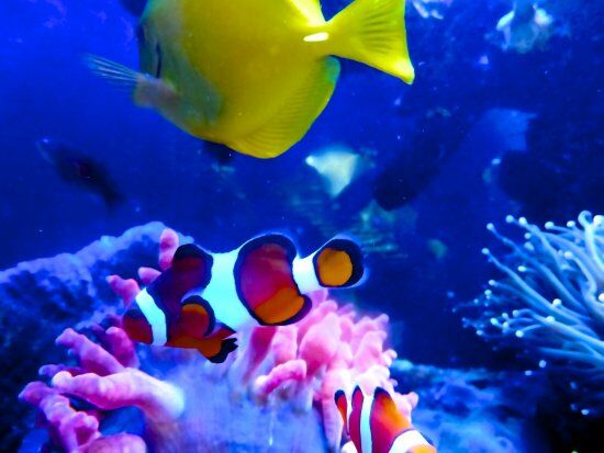 Frying Nemo