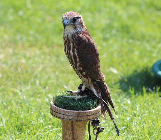Willows Bird of Prey Centre