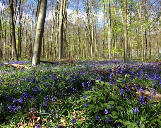 Blackwood Forest