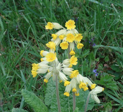 Bepton Down