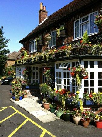 The Golden Lion