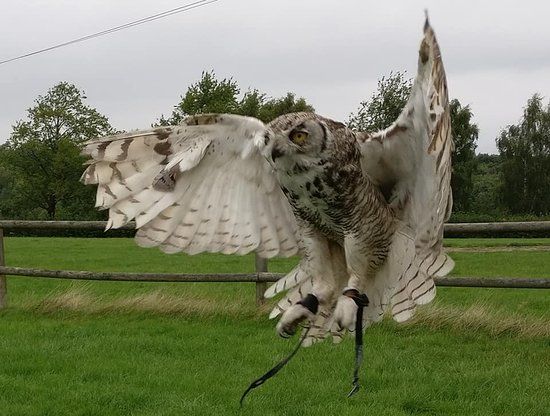 Sky Birds Of Prey