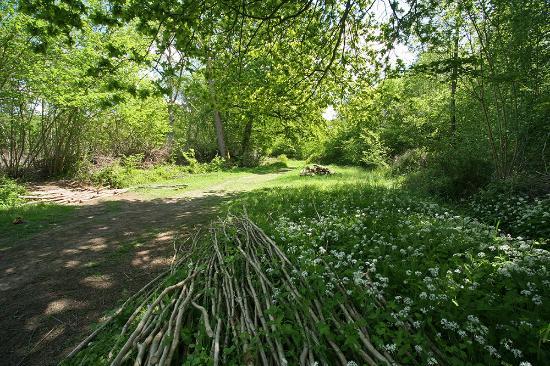Bradfield Woods