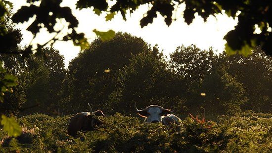 RSPB Budby South Forest