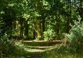 Thorndon Country Park