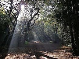 Hainault Forest Country Park