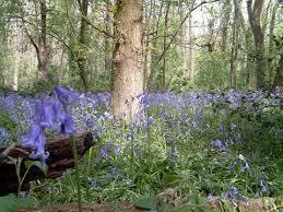 Clayfield Copse & Blackhouse Wood