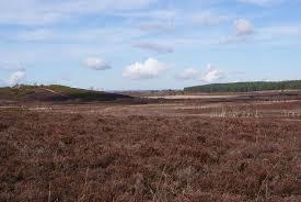 Hartland Moor National Nature Reserve