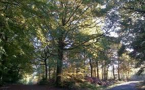 Mortimer Forest