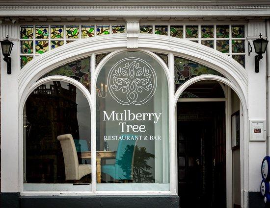 Mulberry Tree