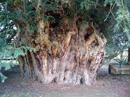 Ankerwycke Yew