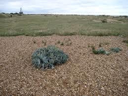 Eastney Beach