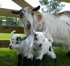 Totnes Rare Breeds Farm