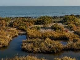 Dengie National Nature Reserve