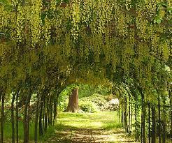 Arley Arboretum & Gardens