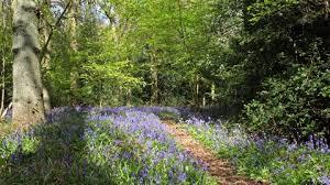 Longspring Wood