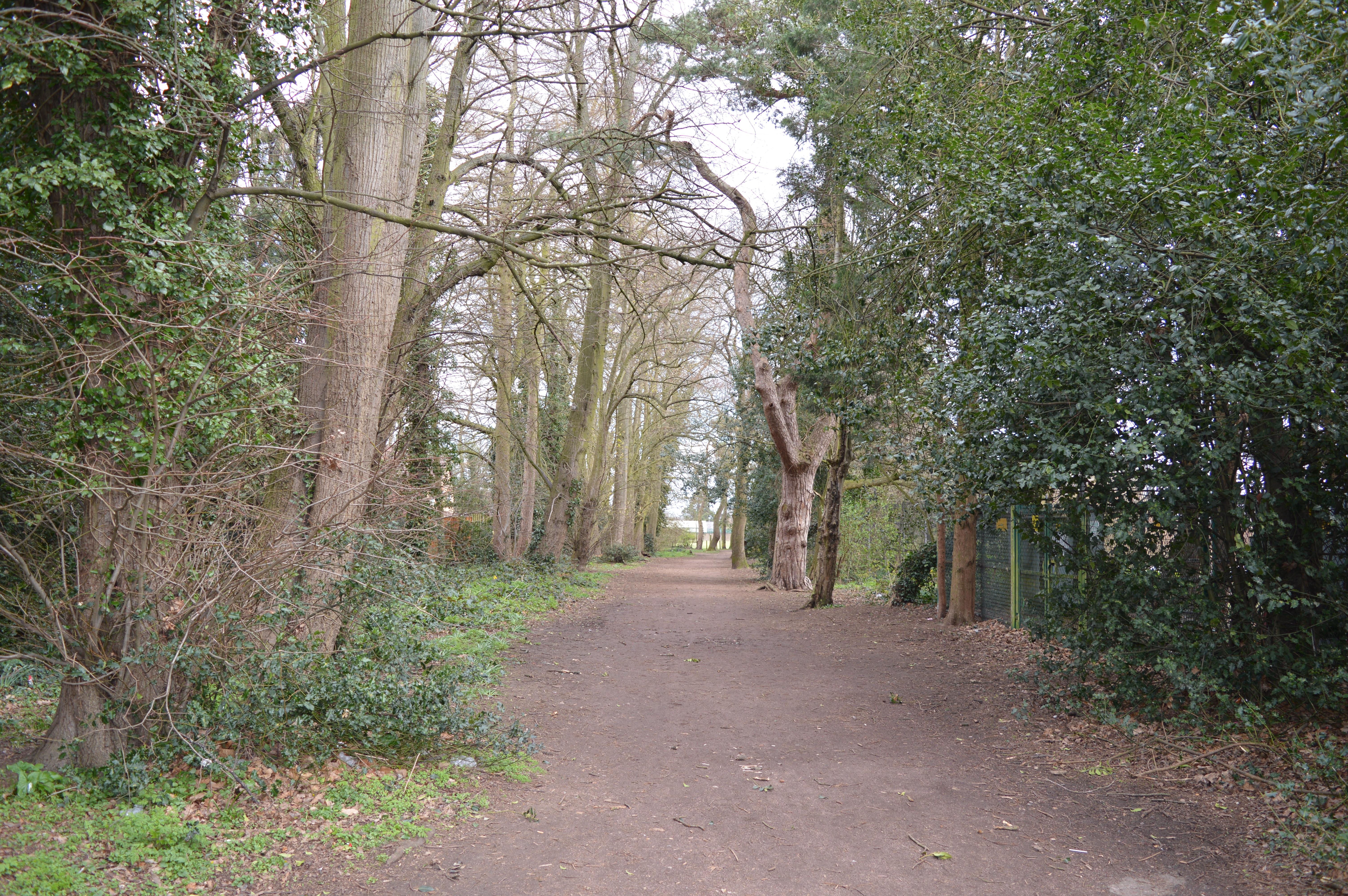 Albans Wood