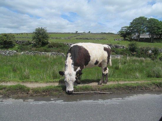 Dartmoor Riding and Trekking