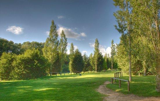 Bulbury Woods