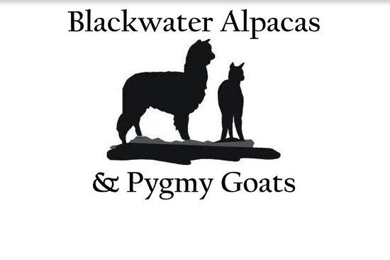 Blackwater Alpacas & Pygmy Goats