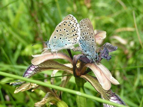 E4W Wildlife Guide - Tours