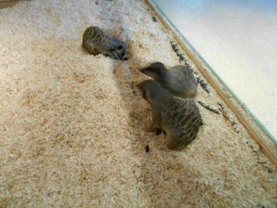 The Animal Experience
