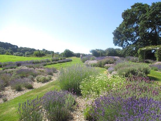 Isle of Wight Lavender
