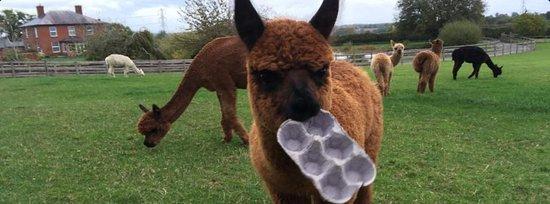 Titus Alpacas