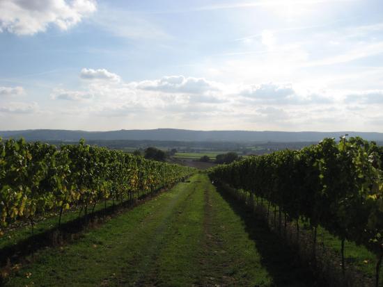 Kent and Sussex Wine Tours