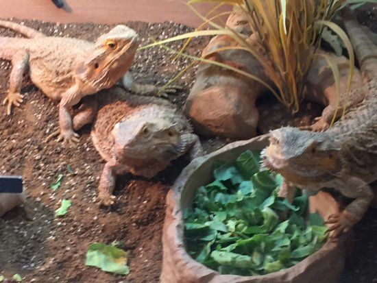 Safe Haven Exotics CIC