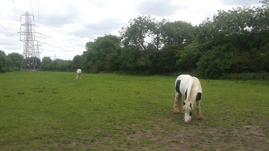 Aylestone Meadows