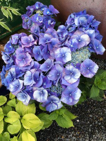 Dingle Garden