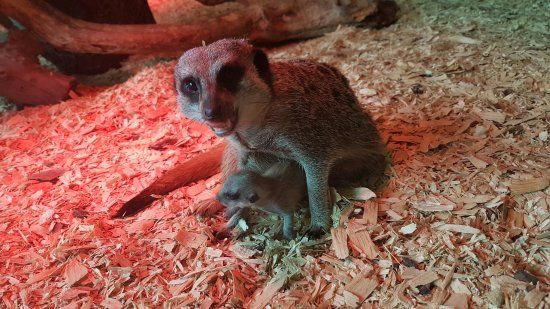 The Animal Experience