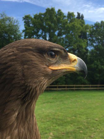 Surrey Hills Falconry