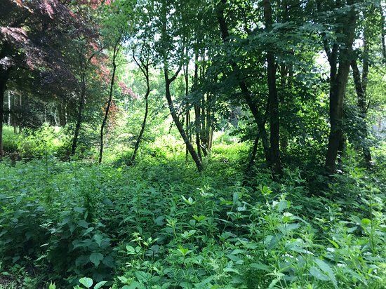 Penn Wood