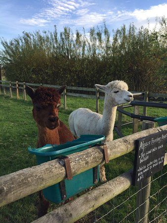 Top Barn Farm Park