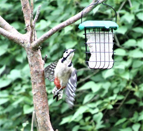 Weeting Heath Nature Reserve