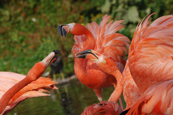 WWT Slimbridge