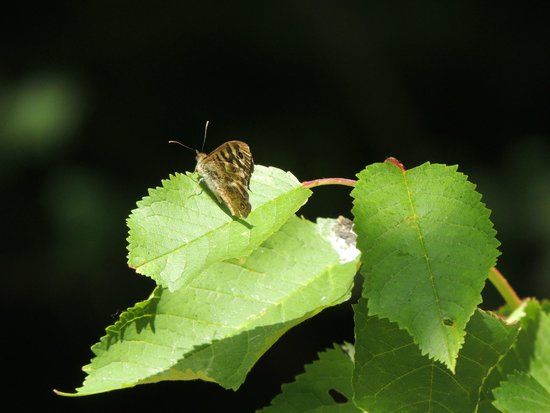 Belfairs Wood