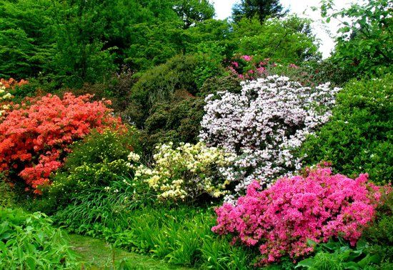 National Trust Emmetts Garden