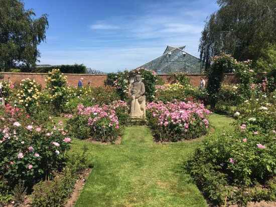 David Austin Roses