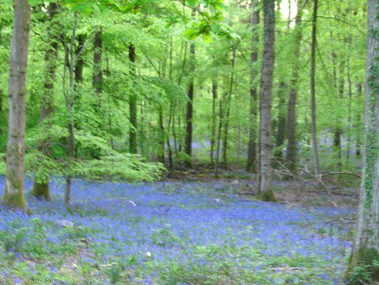 Wyre Forest