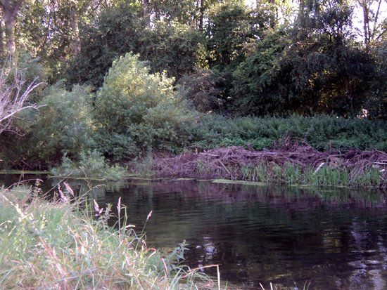 Forest in the Brecks