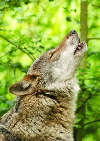 Wildwood Trust