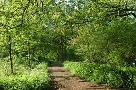 Linford Wood