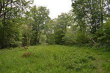 West Wood, Little Sampford