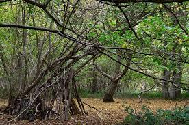 Tyrrel's Wood