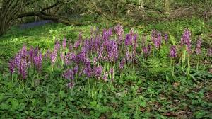 Kingscombe Meadows Nature Reserve